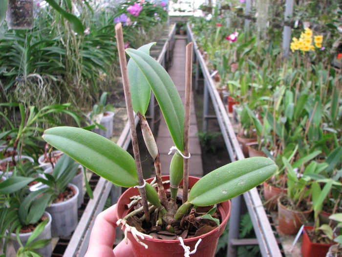 Cattleya maxima rubra 'Peruana' x SELF.JPG