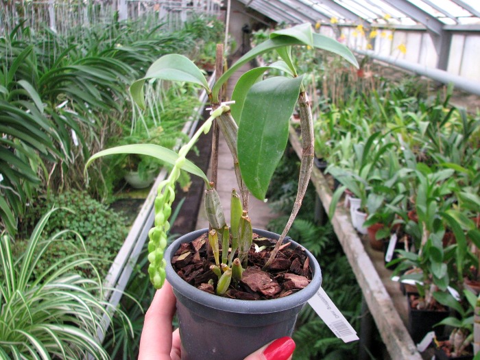 Dendrobium griffithianum.JPG