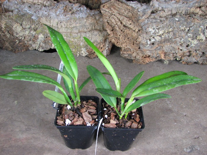Cattleya maxima semi-alba 'La Pedrena'.JPG