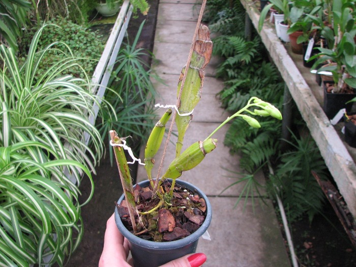 Dendrobium sulcatum.JPG