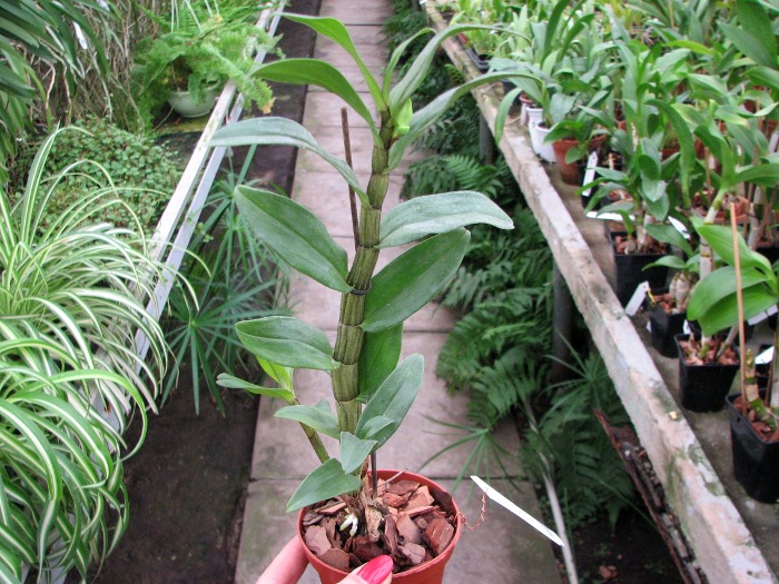 Dendrobium Dawn Marie.JPG