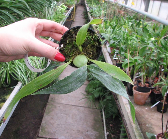 Lycaste dyeriana.JPG