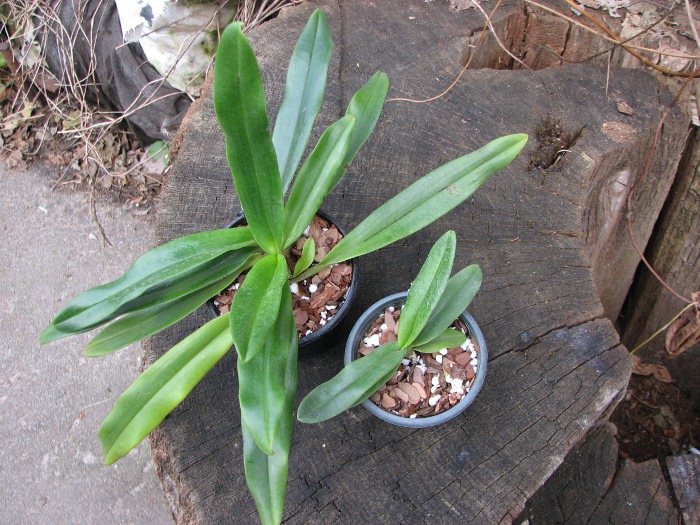 Paphiopedilum emersonii.JPG