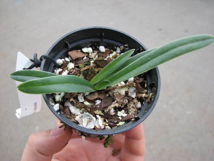 Paphiopedilum helenae.JPG