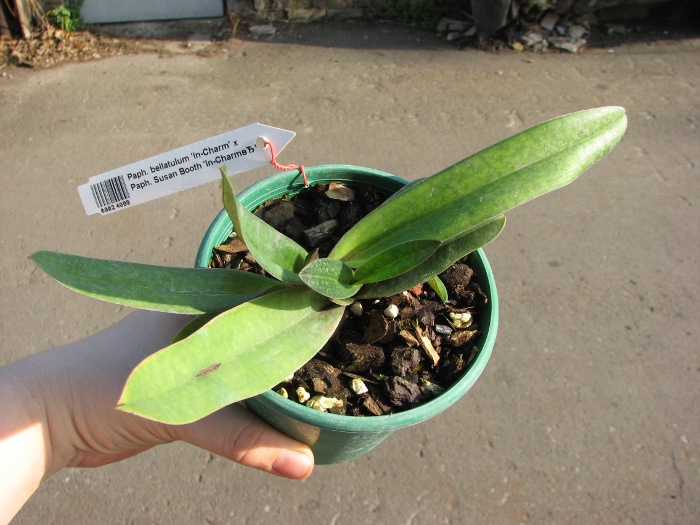 Paphiopedilum bellatulum 'In-Charm' x Paphiopedilum Susan Booth 'In-Charm’.JPG