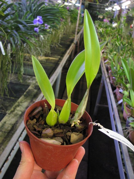 Laelia anceps coerulea 'Veitchiana' x SELF.JPG