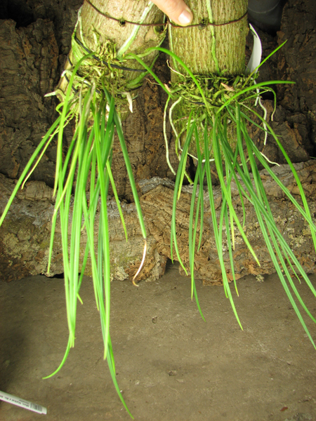 Brassavola cucullata.jpg
