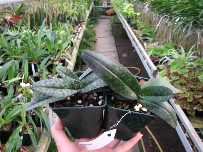 Paphiopedilum niveum.JPG