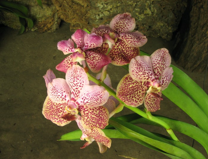 Vanda Sumon Gold x Ascocenda Kultana Gems.JPG