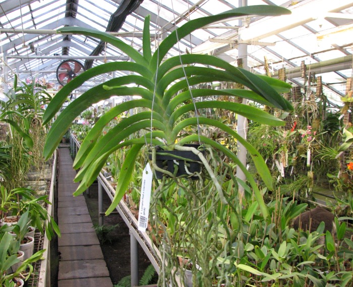 Vanda Lumpini Red x coerulea (pink).JPG
