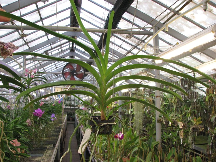 Vanda sanderiana x Vanda Pimchai Beauty.JPG