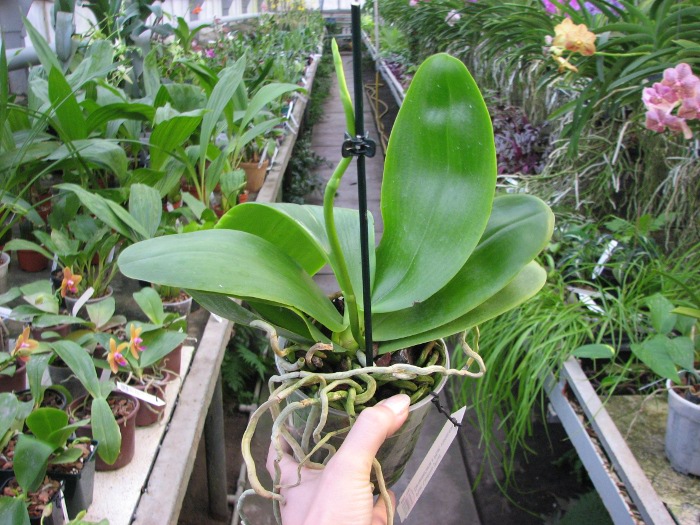 Phalaenopsis Liodoro (Phalaenopsis Deventeriana x Phalaenopsis violacea).JPG