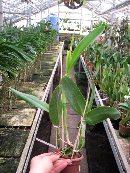 Epidendrum parkinsonianum x Brassavola digbyana.JPG