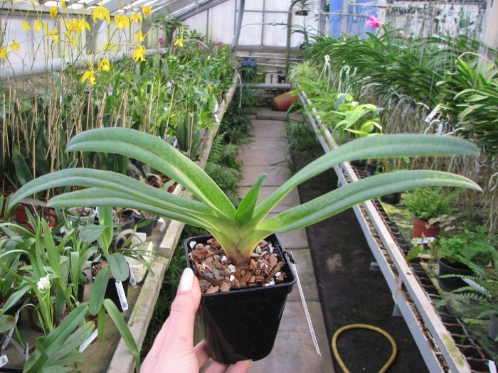 Paphiopedilum Dollgoldi (armeniacum x rothschildianum).JPG