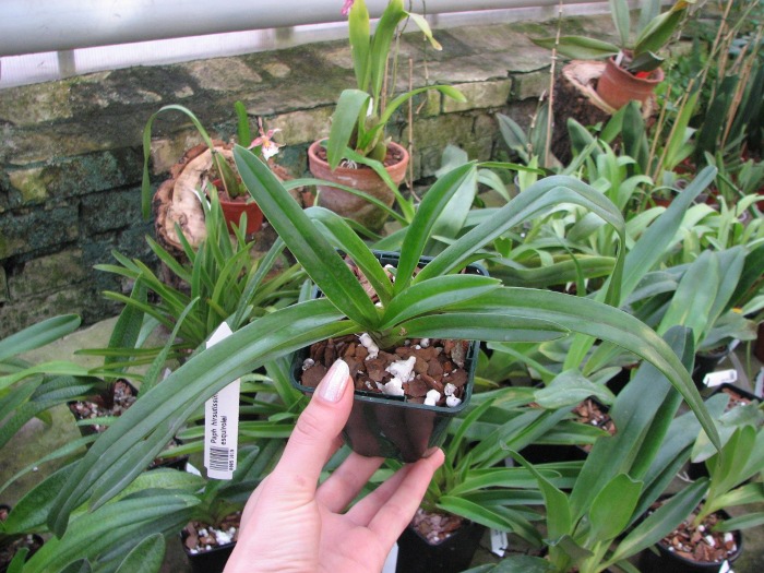 Paphiopedilum hirsutissimum var. esquirolei.JPG