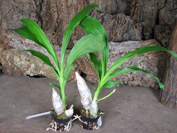 Catasetum pileatum hybrid.JPG