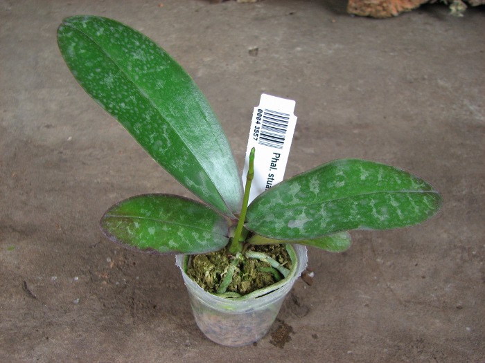 Phalaenopsis stuartiana yellow x sib.JPG