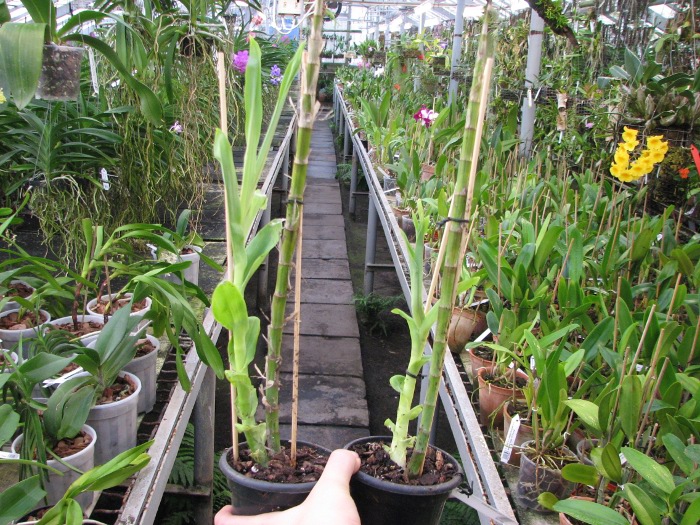 Thunia marshalliana.JPG