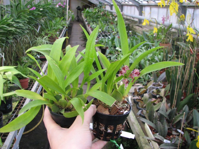 Oncidium Twinkle 'Red Fantasy'.JPG