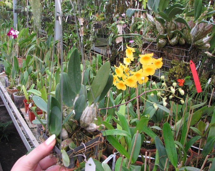 Dendrobium aggregatum.JPG
