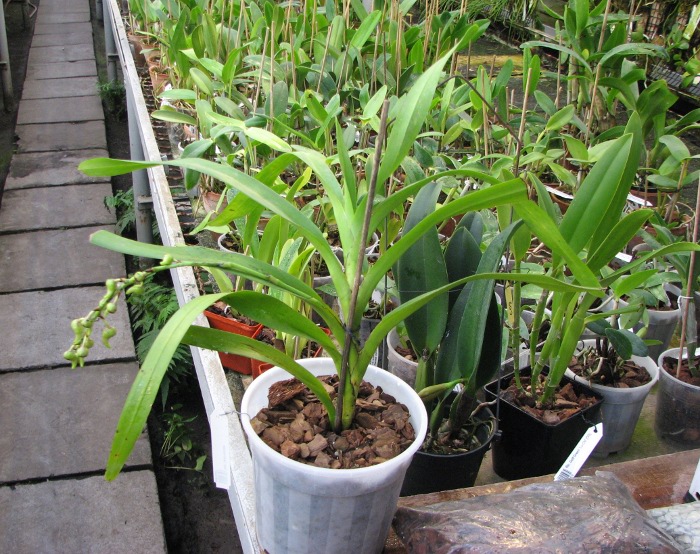 Aerides lawrenciae.JPG