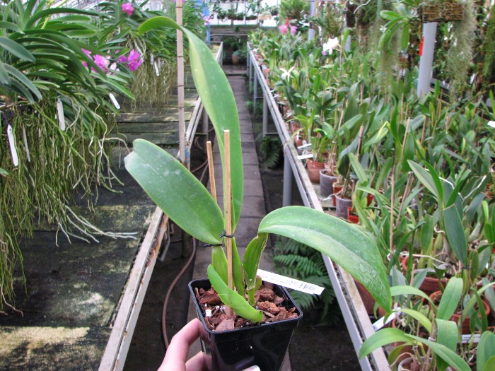 Cattleya warneri var. alba ('Select' x 'MAJ').JPG