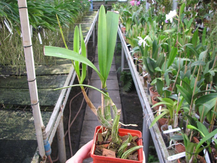 Laelia autumnallis var. xanthotrophis.JPG