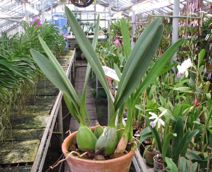 Encyclia hanburyi.JPG