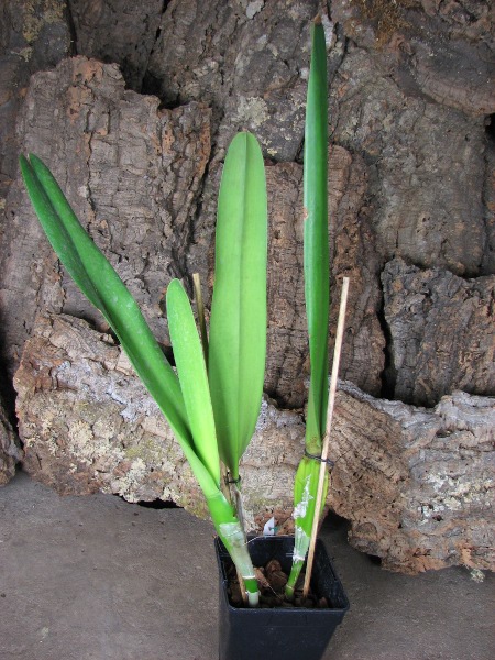 Laelia purpurata alba.JPG