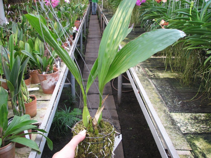 Gongora portentosa.JPG