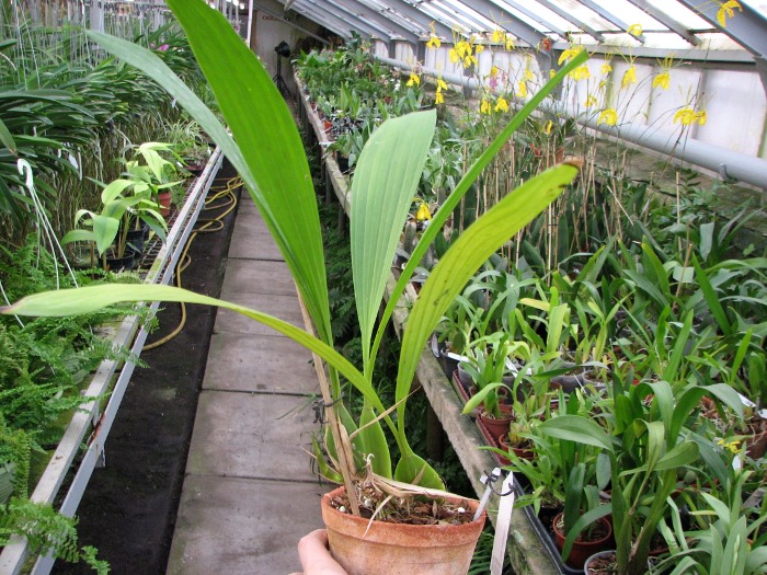Coelogyne mayeriana.JPG