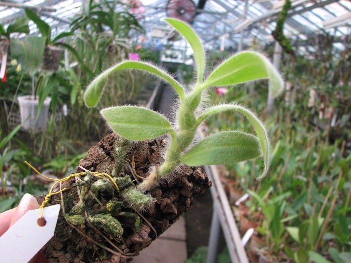 Dendrobium senile.JPG
