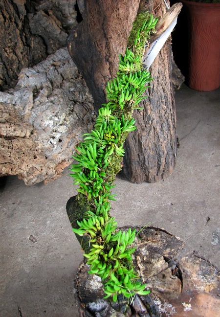 Pleurothallis leptotifolia (clump).JPG