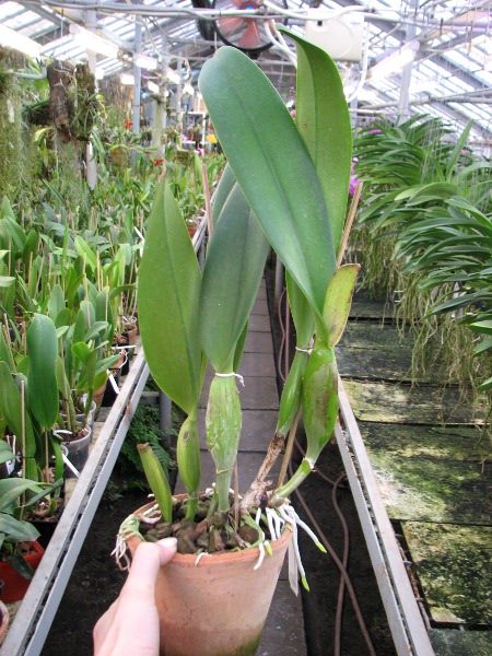 Brassolaeliocattleya Pamela Hetherington.JPG