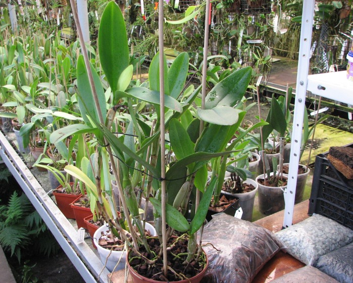 Cattleya skinneri albescens.JPG