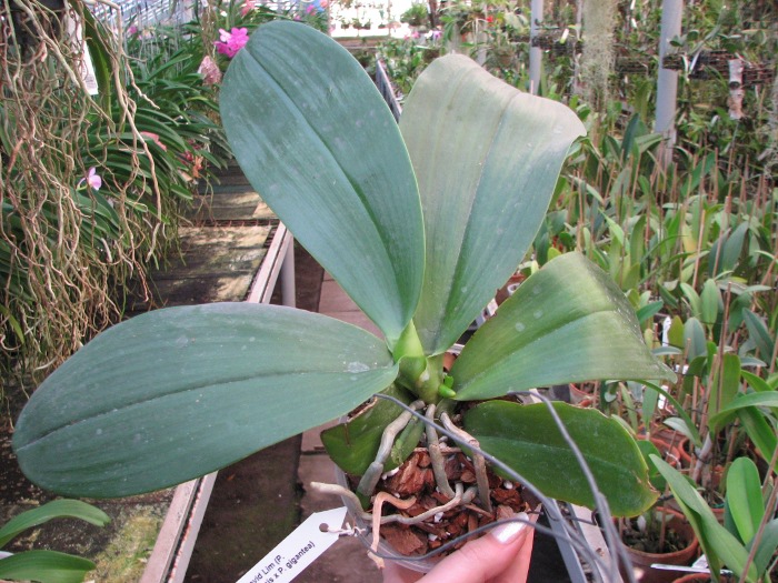 Phalaenopsis David Lim (P. amboinensis x P. gigantea).JPG