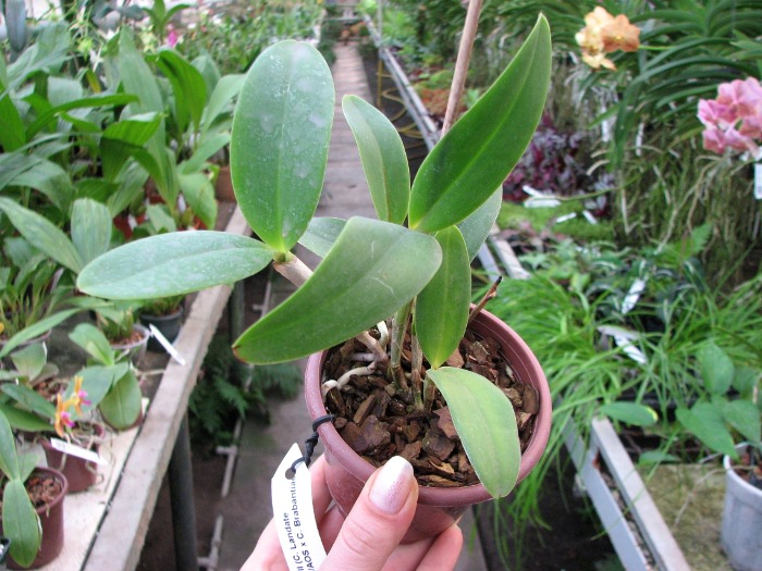 Cattleya Little Seagull .JPG