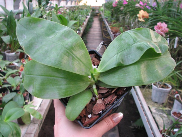 Phalaenopsis Samera 'Blue' .JPG