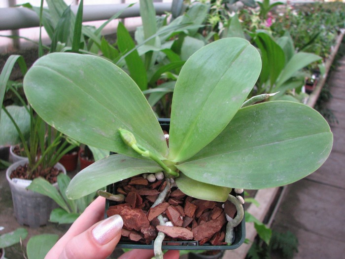 Phalaenopsis (Gelblieber x mariae).JPG