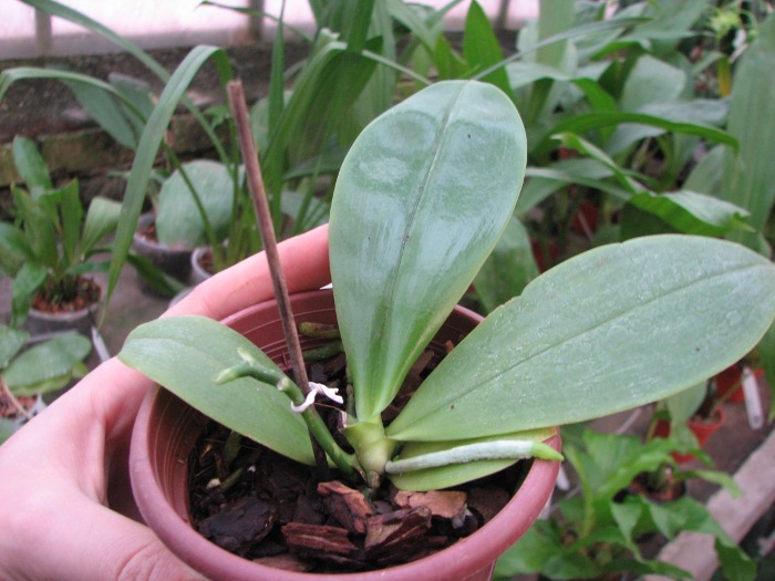 Phalaenopsis corningiana.JPG