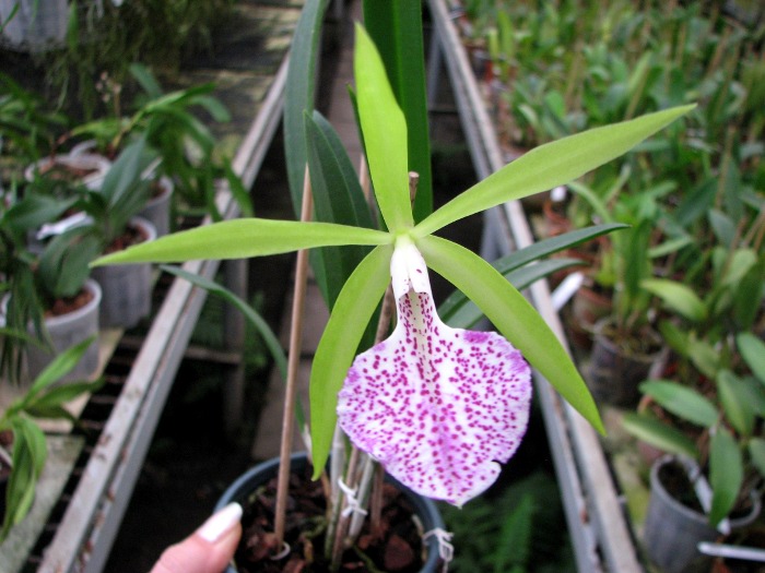 Brassocattleya Binosa 'Kirk'.JPG