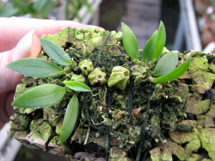 Bulbophyllum miniatum.JPG