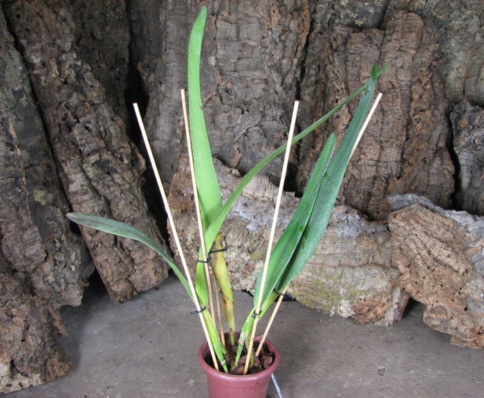 Laelia crispa.JPG