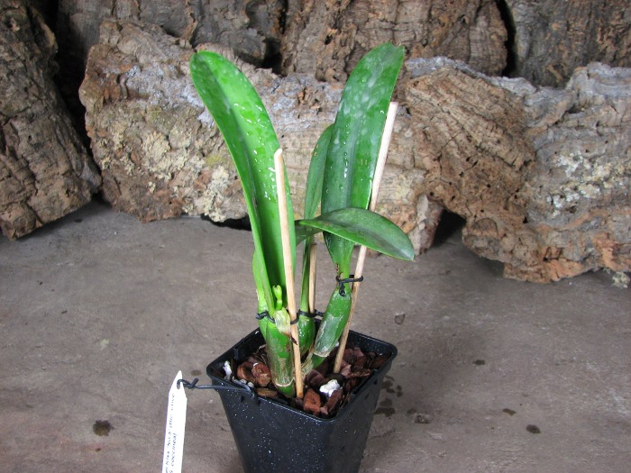Potinara Angel Kiss 'No.5' (Blc. Love Sound x S. coccinea).JPG