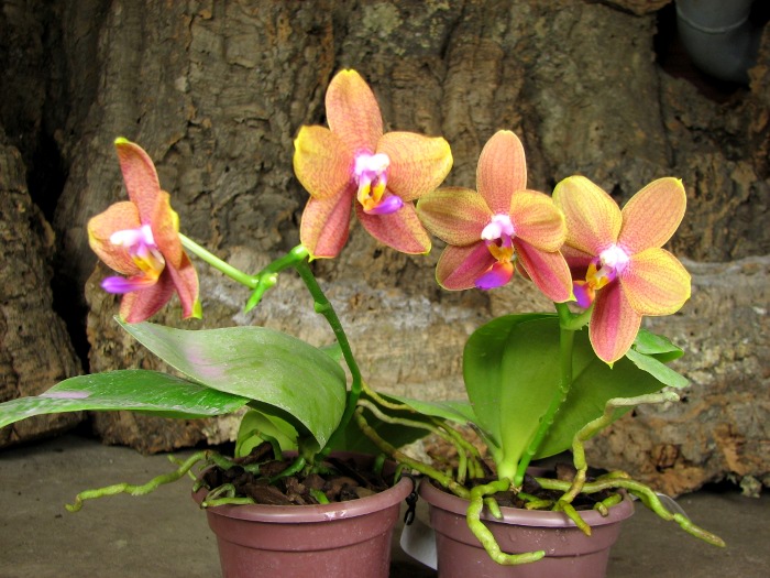 Doritaenopsis Sogo Meili x Phalaenopsis Ld's Bear Queen.JPG