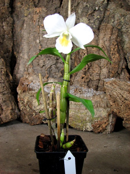 Dendrobium formosum.JPG