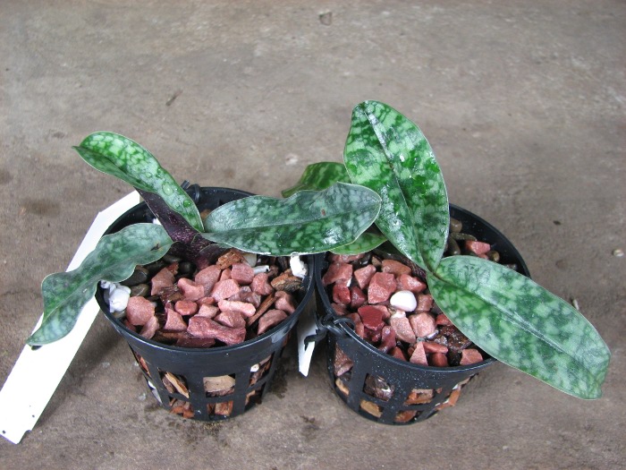 Paphiopedilum vietnamense.JPG