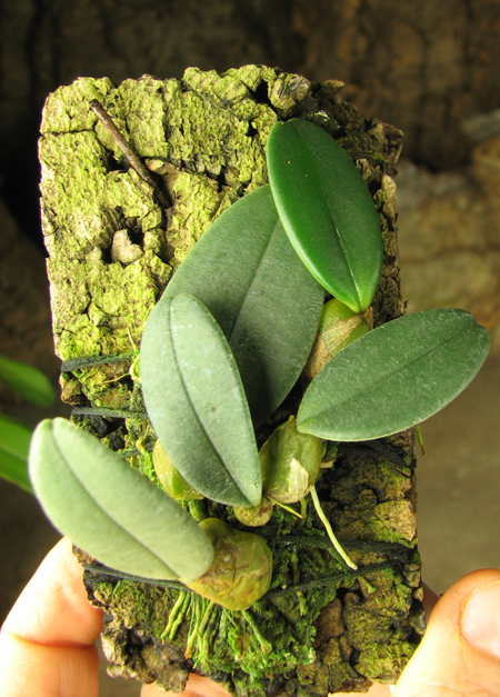 Bulbophyllum frostii.jpg