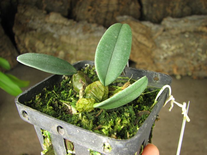 Bulbophyllum frostii.jpg