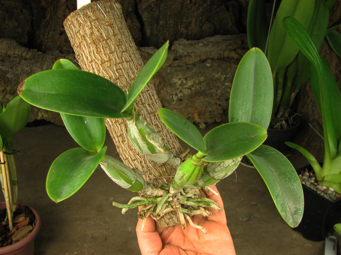 Cattleya nobilior.jpg